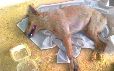 1136 cabecero perro