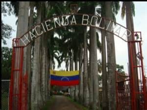 Mueven «la mata» en la Hacienda Bolívar 1 1318 10A