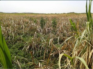 Fedeagro: Pese a adversidades climáticas no desmayemos 1 1319 9 A