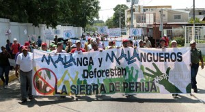Manifestaron en defensa de la Sierra de Perijá 1 1331 10F