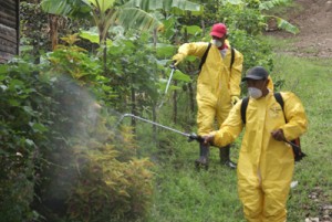 Confirman dos casos de chikungunya en Miranda 1 1336 8A