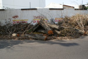 Vecinos piden retirar árboles talados 1 1348 3 D