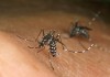 1352 10B Chikungunya