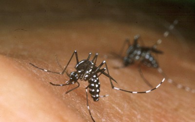 1352 10B Chikungunya