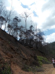 Irreversible la prohibición de la malanga en la Sierra de Perijá 5 1356 20 3