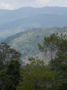 Irreversible la prohibición de la malanga en la Sierra de Perijá 6 1356 20 5