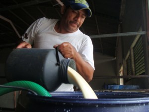 Cavilac: Producción de leche cubre 40% de la demanda 1 1358 8c