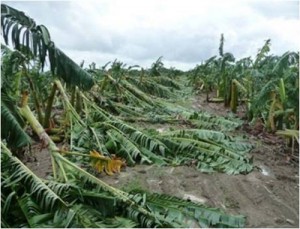 Productores de plátano se ven afectados por fuertes vientos 1 1376 3C