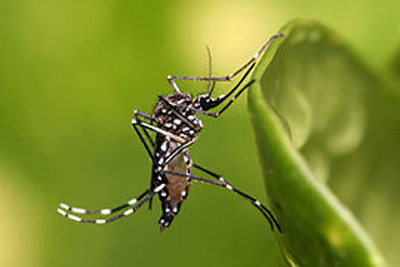 1405 270px Aedes aegypti