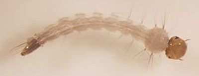 1405 270px Aedes aegypti larva