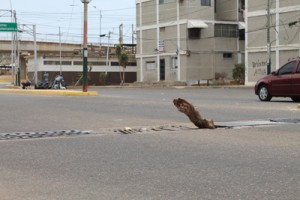 Peligro vial en avenida principal de la Urdaneta 1 1584 breve 3