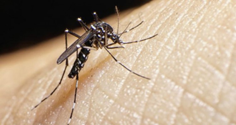 El virus de Zika, recién detectado en América Latina 1 1803 150611122654 zika 624x351 thinkstock