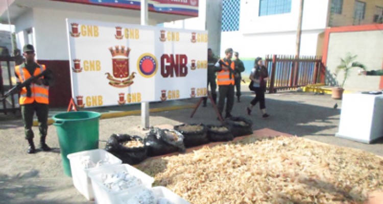 GNB incautó 489,49 kilogramos de buche de pescado en La Pastora 1 1840 22b