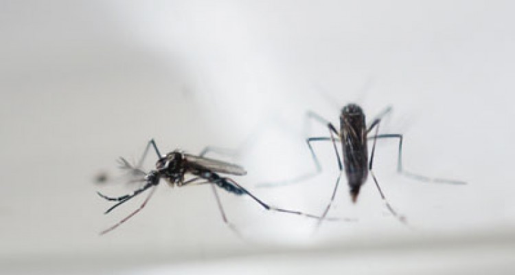 Llegan a 31.555 los casos de zika en Colombia 1 1873 7b