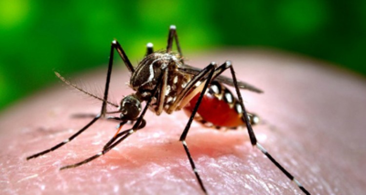 Melo: Hay 26 mil casos de zika en el país 1 1908 5b