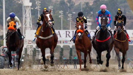 10 D. caballos