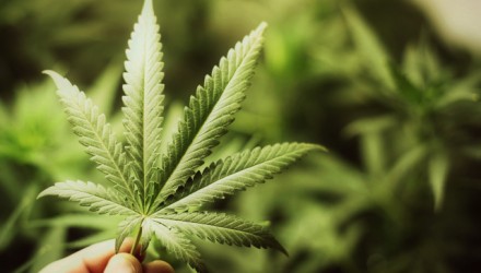 Debería legalizarse la marihuana medicinal Debate 640