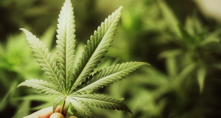 Debería legalizarse la marihuana medicinal Debate 640