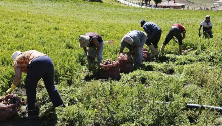 Producción agricola