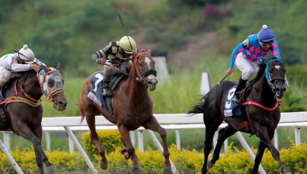 caballos