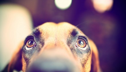 animals dogs looking up pics 175288