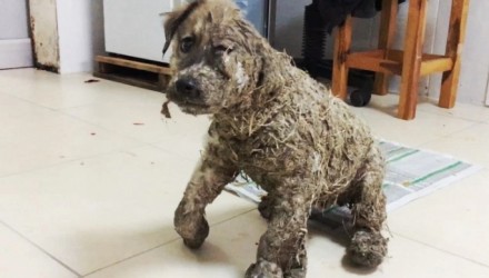 perro rescatado banado en pegamento4