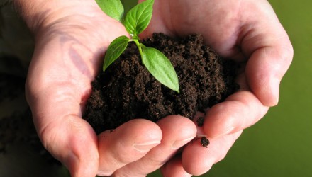 planta1
