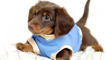 mejores nombres perros