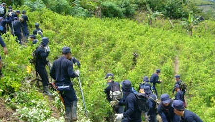 pacto de paz con farc aumento cultivos de coca en colombia admite gobierno 001