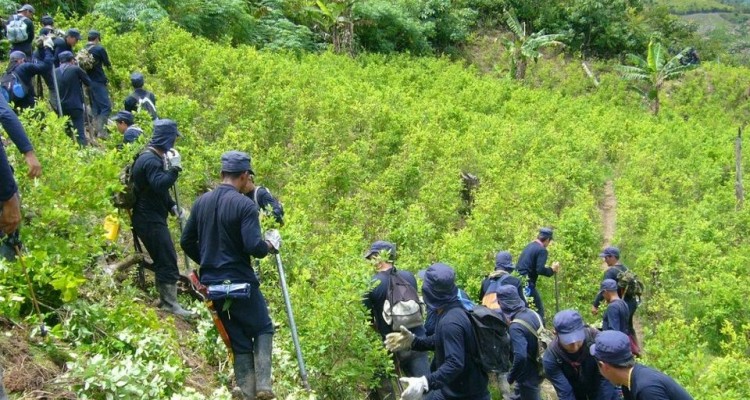 pacto de paz con farc aumento cultivos de coca en colombia admite gobierno 001