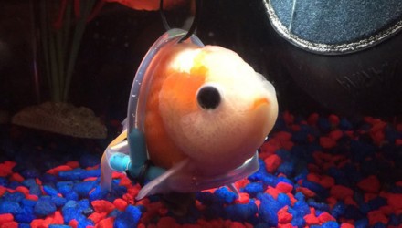 pez
