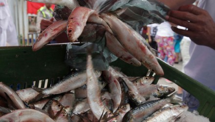 sardinas