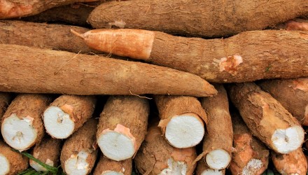 yuca 1