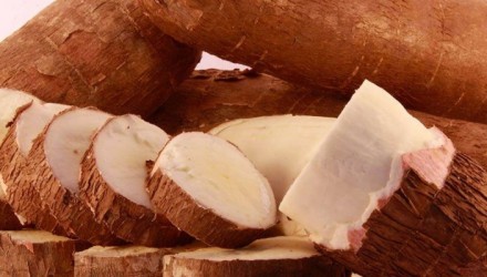 yuca 2 1