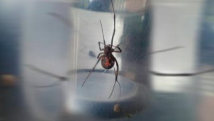 Araña