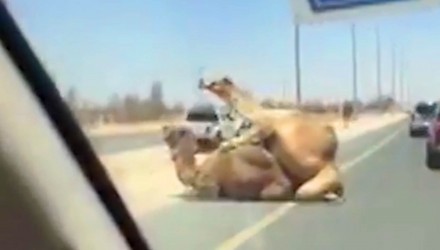 camellos
