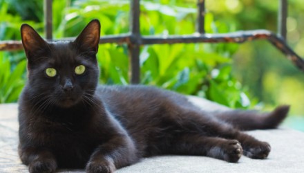 gatos negros datos interesantes euroresidentes