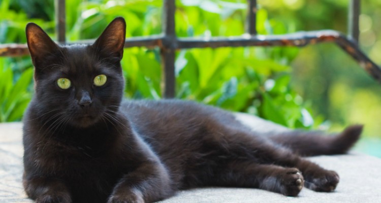 gatos negros datos interesantes euroresidentes