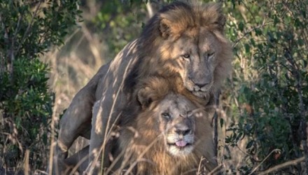 LEONES