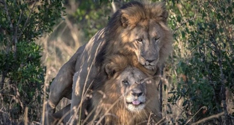 Parejas de leones «gays» causa conmoción en África - Qué Pasa