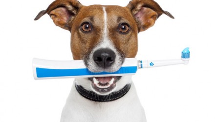 cepillado canino