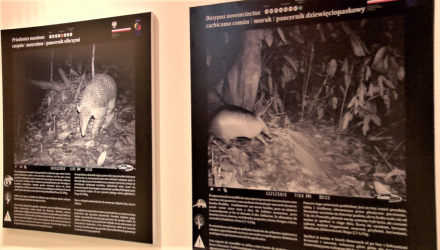 La muestra consta de 21 afiches con fotografias ineditas de mamiferos y aves.