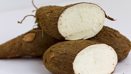 Preparan productos gelificantes a base de almidón de la yuca