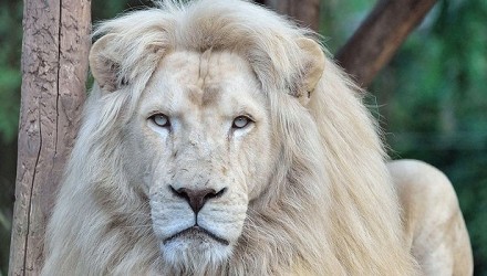 león blanco