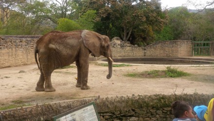 elefante ruperta