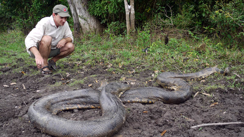 venezuela-anaconda