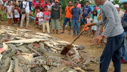cocodrilo