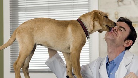 veterinario