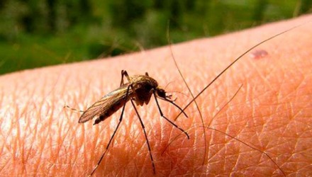 picaduras de mosquito