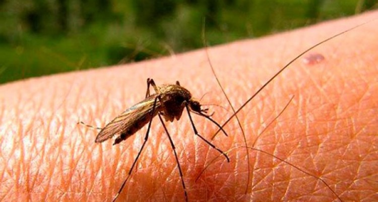 picaduras de mosquito